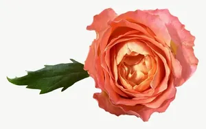 Peach rose flower, wide, right-facing PNG with transparent background, real photo cutout