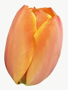 Peach tulip flower PNG with transparent background, real photo cutout