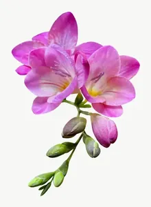 Pink alstroemeria flower PNG with transparent background, real photo cutout
