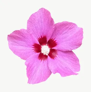 Pink azalea flower, vivid PNG with transparent background, real photo cutout