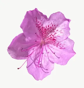 Pink azalea flower, close-up PNG with transparent background, real photo cutout