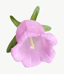 Pink bellflower, low bloom PNG with transparent background, real photo cutout