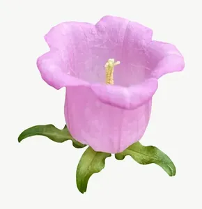 Pink bellflower, with stem PNG with transparent background, real photo cutout