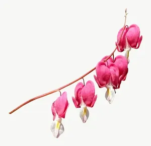 Pink bleeding heart flower, loosely framed PNG with transparent background, real photo cutout