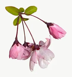 Pink bleeding heart flower, close-up PNG with transparent background, real photo cutout