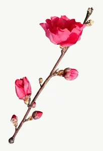Pink blossom branch flower, loosely framed PNG with transparent background, real photo cutout