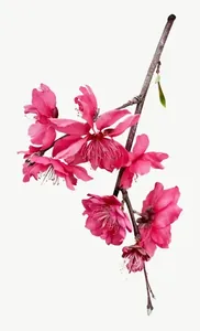 Pink blossom branch flower, close-up PNG with transparent background, real photo cutout