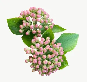 Pink bud cluster flower PNG with transparent background, real photo cutout