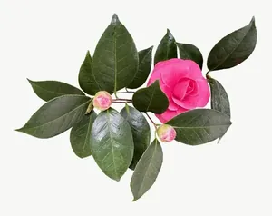 Pink camellia branch flower, wide PNG with transparent background, real photo cutout