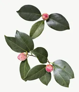Pink camellia branch flower, round PNG with transparent background, real photo cutout