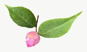 Pink camellia bud, wide PNG with transparent background, real photo cutout