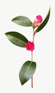 Pink camellia bud, tall PNG with transparent background, real photo cutout