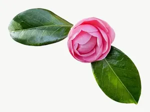 Pink camellia bud, wide, with stem PNG with transparent background, real photo cutout
