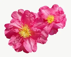 Pink camellia cluster flower, close-up PNG with transparent background, real photo cutout