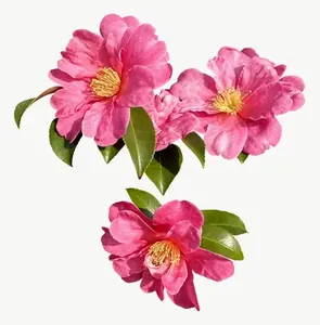 Pink camellia cluster flower, loosely framed PNG with transparent background, real photo cutout