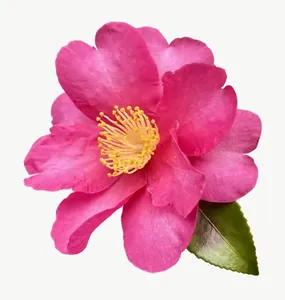 Pink camellia flower, round PNG with transparent background, real photo cutout