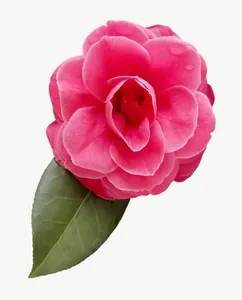 Pink camellia flower, tall PNG with transparent background, real photo cutout