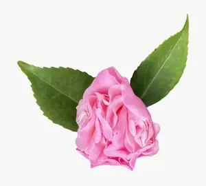 Pink camellia flower, close-up PNG with transparent background, real photo cutout