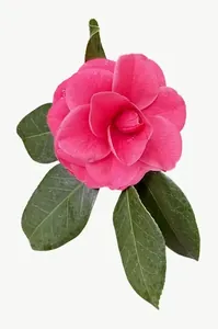 Pink camellia flower, tall, close-up PNG with transparent background, real photo cutout