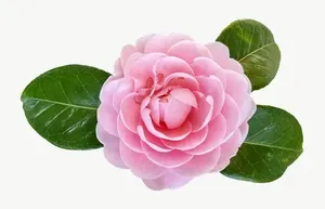 Pink camellia flower, wide PNG with transparent background, real photo cutout
