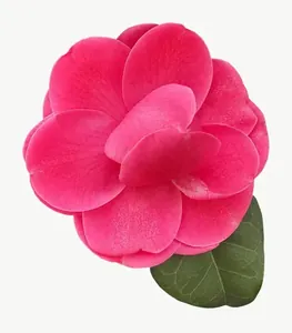 Pink camellia flower, round, close-up PNG with transparent background, real photo cutout