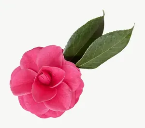 Pink camellia flower, round, vivid PNG with transparent background, real photo cutout