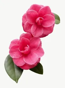 Pink camellia flower, tall, vivid PNG with transparent background, real photo cutout