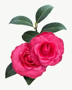 Pink camellia flower, tall, close-up, vivid PNG with transparent background, real photo cutout