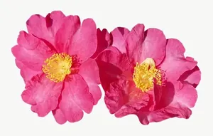 Pink camellia flower, wide, close-up PNG with transparent background, real photo cutout