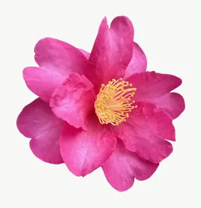 Pink camellia flower, round, close-up, vivid PNG with transparent background, real photo cutout