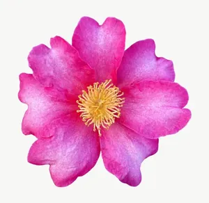 Pink camellia flower, loosely framed PNG with transparent background, real photo cutout
