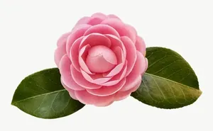 Pink camellia flower, with stem PNG with transparent background, real photo cutout