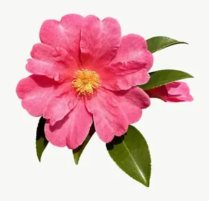 Pink camellia flower, left-facing PNG with transparent background, real photo cutout