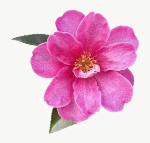 Pink camellia flower, right-facing PNG with transparent background, real photo cutout