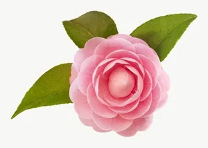 Pink camellia flower, pale PNG with transparent background, real photo cutout