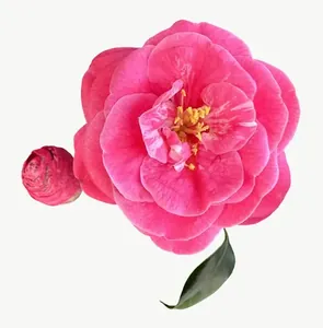 Pink camellia flower, vivid PNG with transparent background, real photo cutout