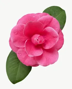 Pink camellia flower, deep tone PNG with transparent background, real photo cutout