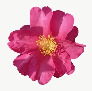 Pink camellia flower, high bloom PNG with transparent background, real photo cutout