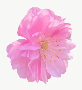 Pink carnation flower, round PNG with transparent background, real photo cutout