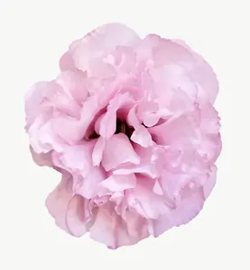 Pink carnation flower, close-up PNG with transparent background, real photo cutout