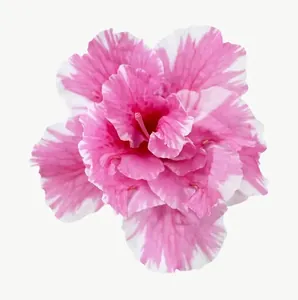 Pink carnation flower, loosely framed PNG with transparent background, real photo cutout