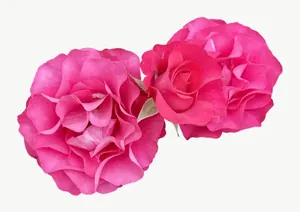 Pink carnation flower, wide PNG with transparent background, real photo cutout