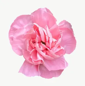 Pink carnation flower, tall PNG with transparent background, real photo cutout