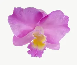 Pink cattleya orchid flower PNG with transparent background, real photo cutout