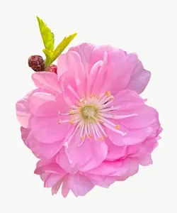 Pink cherry blossom flower, close-up PNG with transparent background, real photo cutout