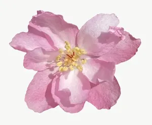 Pink cherry blossom flower, loosely framed PNG with transparent background, real photo cutout