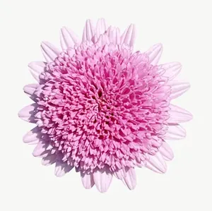 Pink chrysanthemum flower, close-up PNG with transparent background, real photo cutout