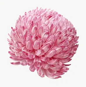Pink chrysanthemum flower, loosely framed PNG with transparent background, real photo cutout