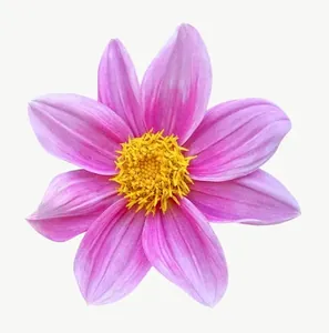 Pink cosmos flower, round PNG with transparent background, real photo cutout