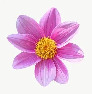 Pink cosmos flower, round, close-up PNG with transparent background, real photo cutout